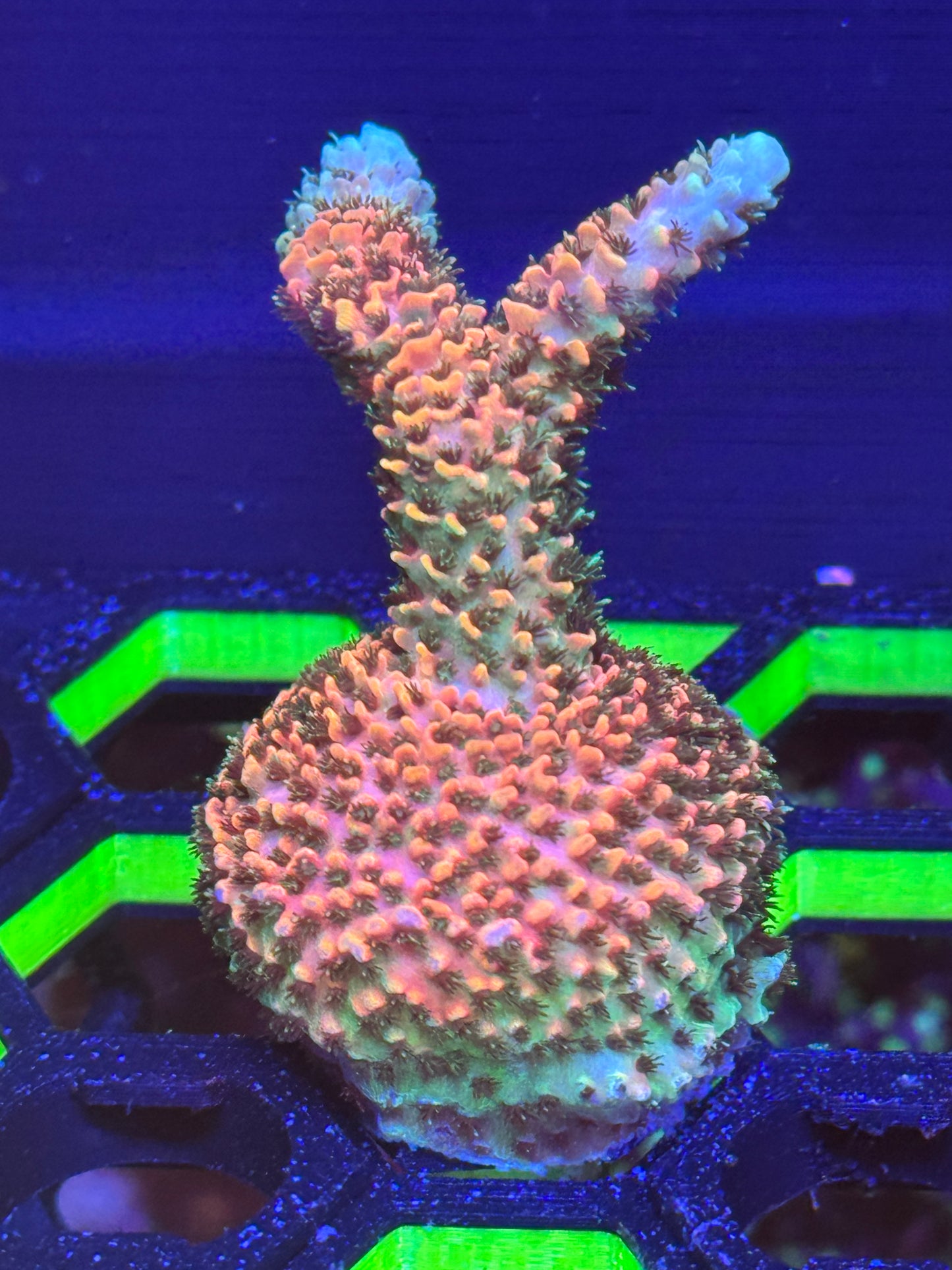 Acropora Coral Frag | Aquacultured SPS for Sale