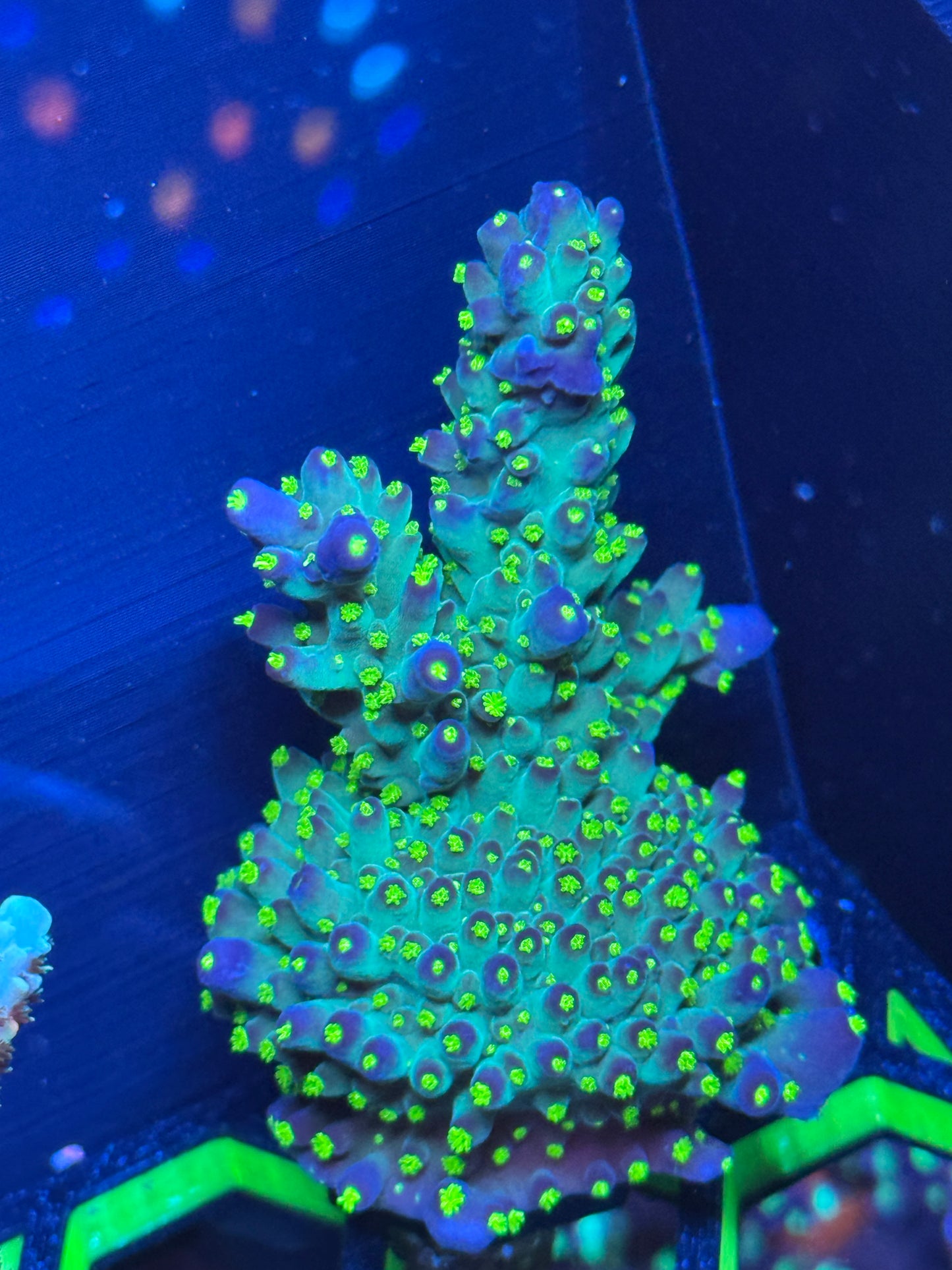 Garf Bonsai Acropora Coral Frag | Aquacultured SPS for Sale