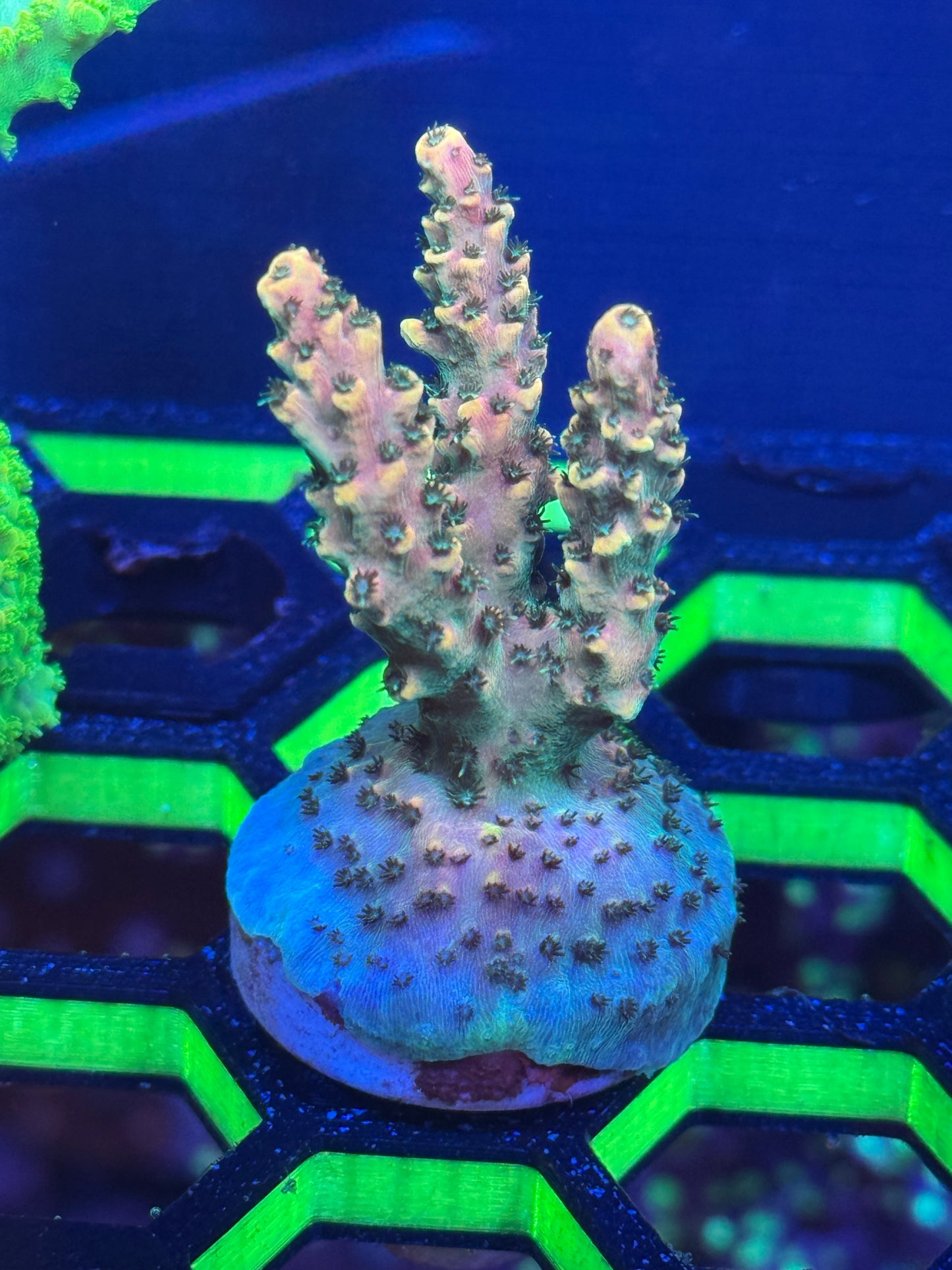 Acropora Coral Frag | Aquacultured SPS for Sale