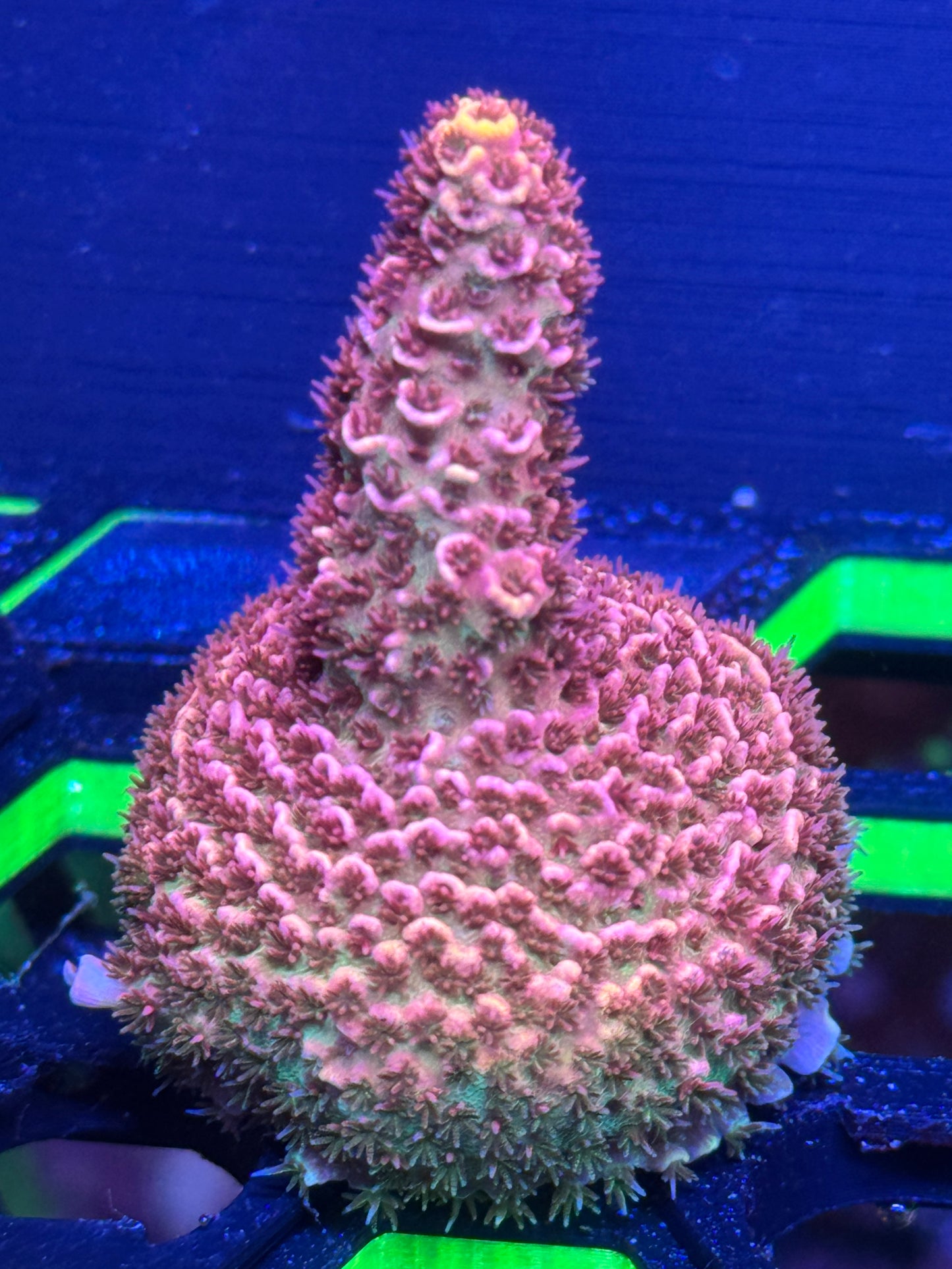 Acropora Coral Frag | Aquacultured SPS for Sale