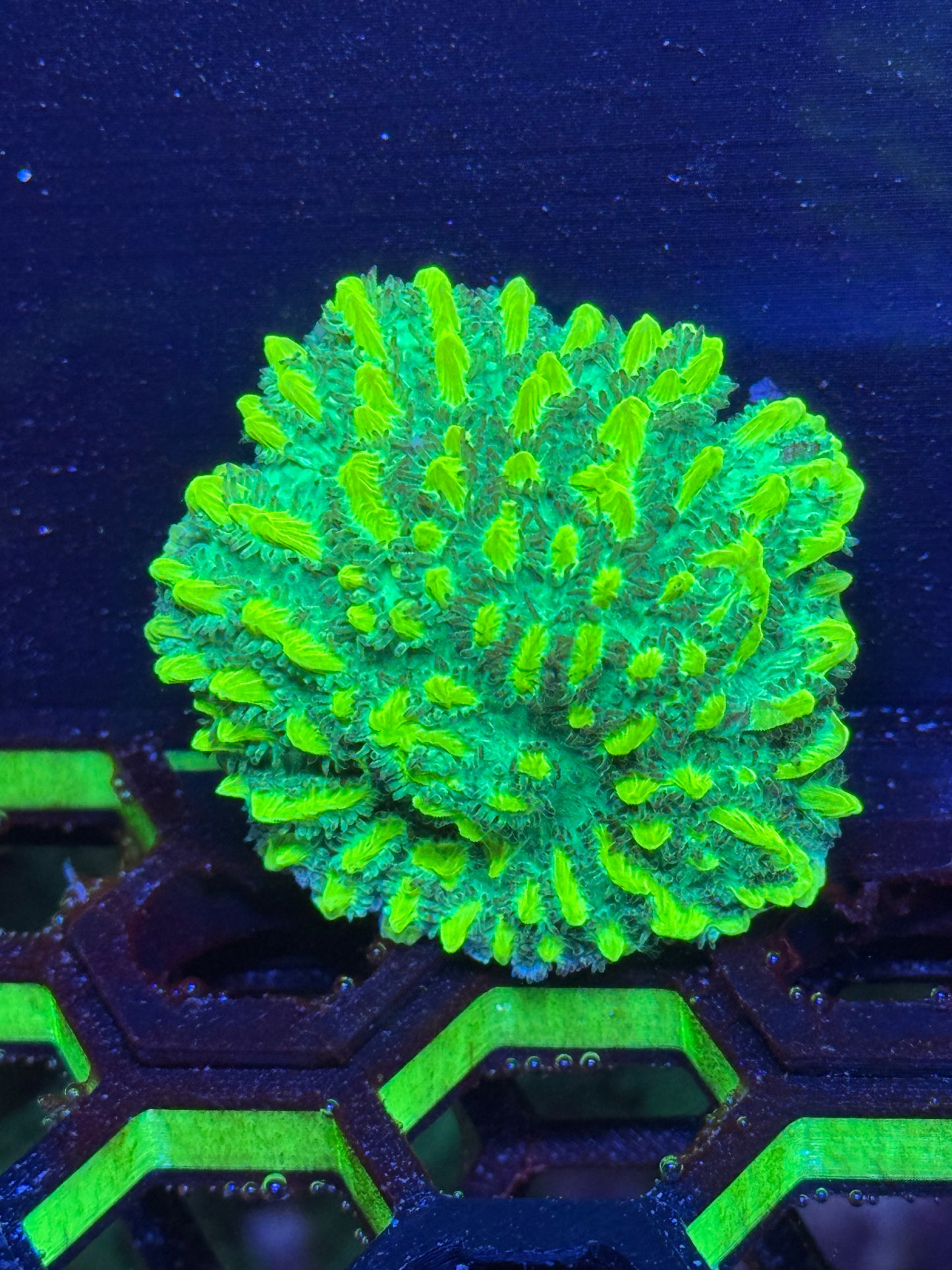 Jason Fox Limelight Hydnophora Coral Frag | Aquacultured LPS for Sale