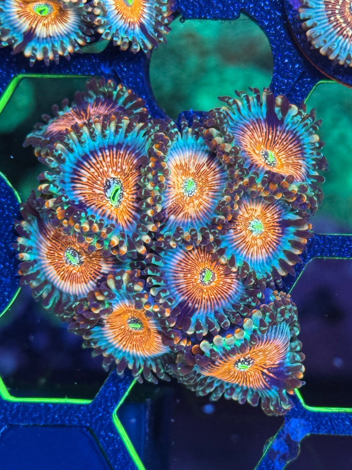 White Zombie Zoanthids 9 heads Coral Frag | Aquacultured Zoa for Sale
