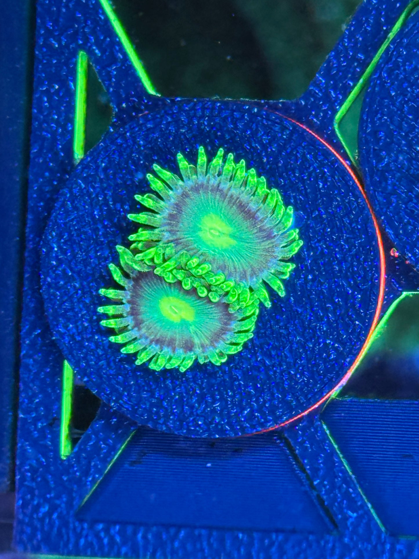 Radioactive Dragon Eyes Zoanthids Coral Frag | Aquacultured Zoa for Sale