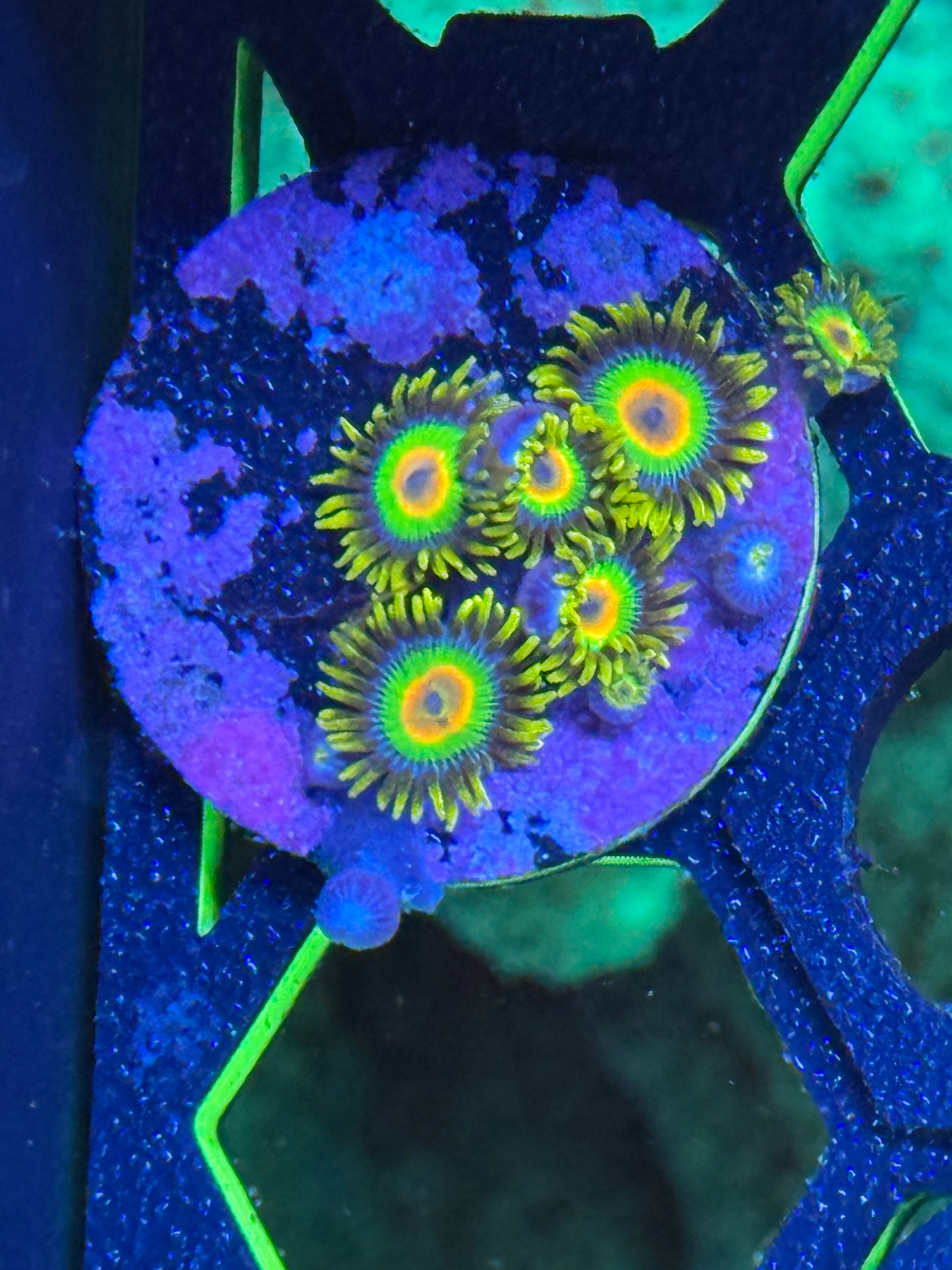 Rasta Zoanthids Coral Frag | Aquacultured Zoa for Sale