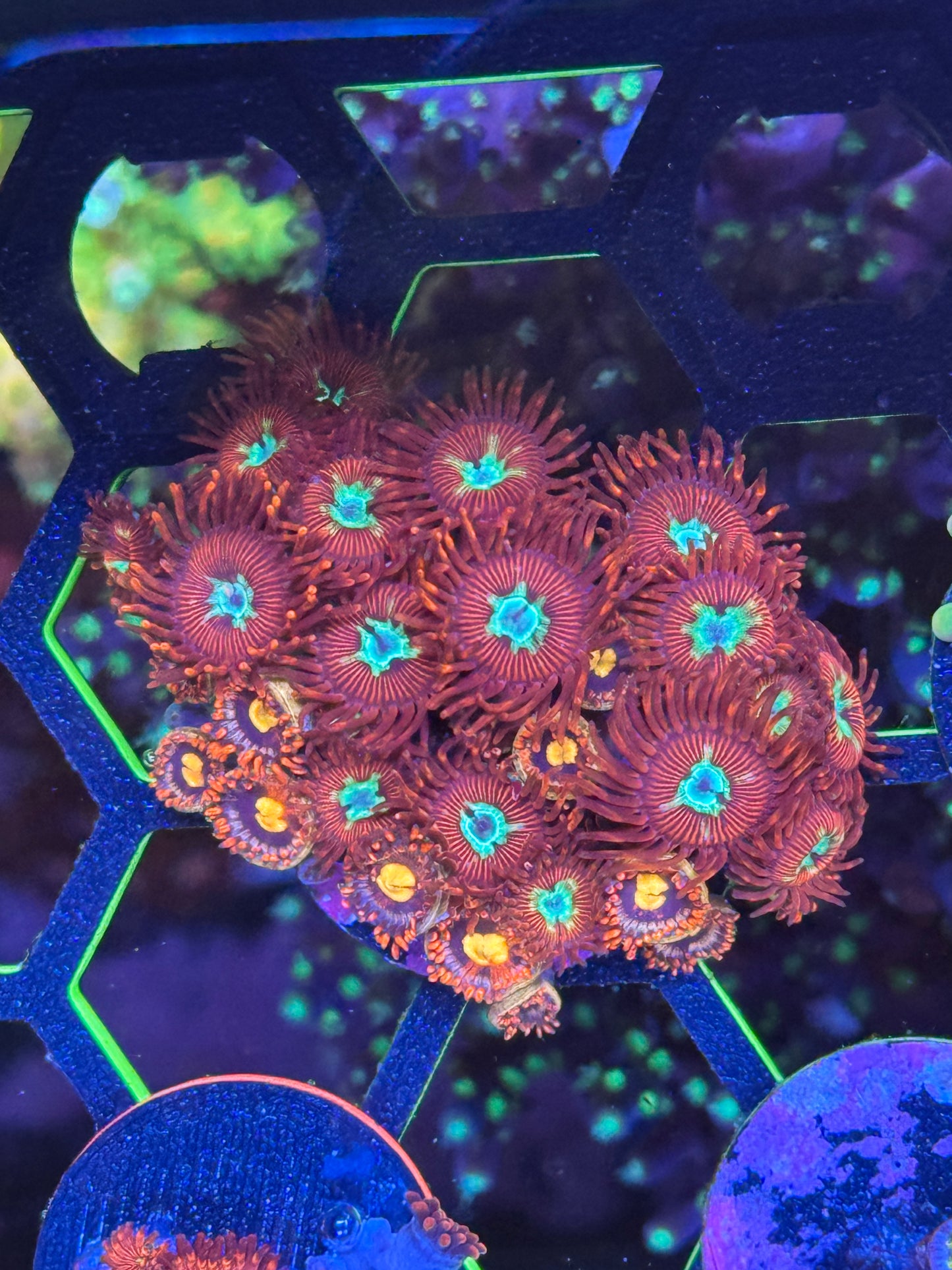 Zoanthids Mix Coral Frag | Aquacultured Assorted Zoa for Sale