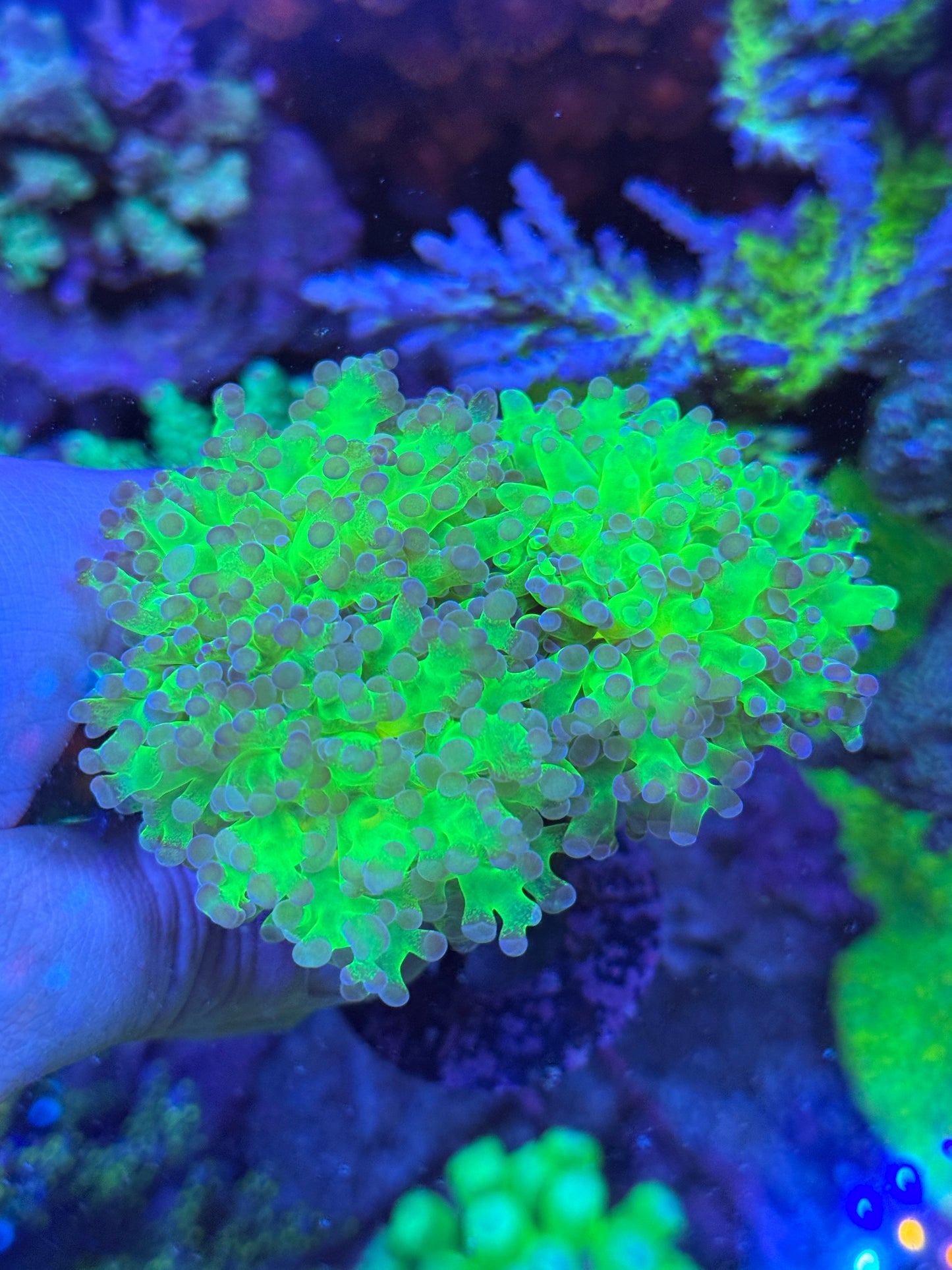 Frogspawn Coral Frag | Aquacultured LPS for Sale