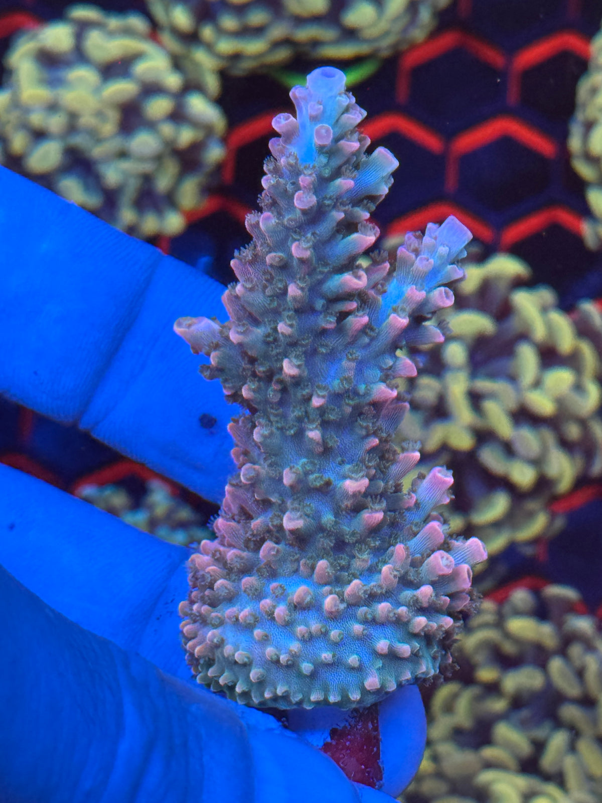 Acropora