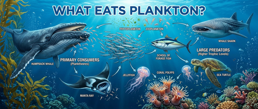 What Eats Plankton? The Ocean’s Hidden Buffet