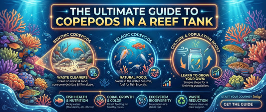 The Ultimate Guide to Copepods in a Reef Tank
