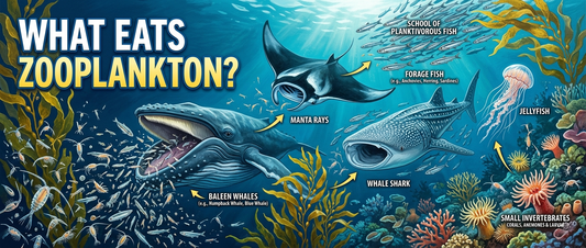 What Eats Zooplankton?  The Tiny Animal That Fuels the Ocean