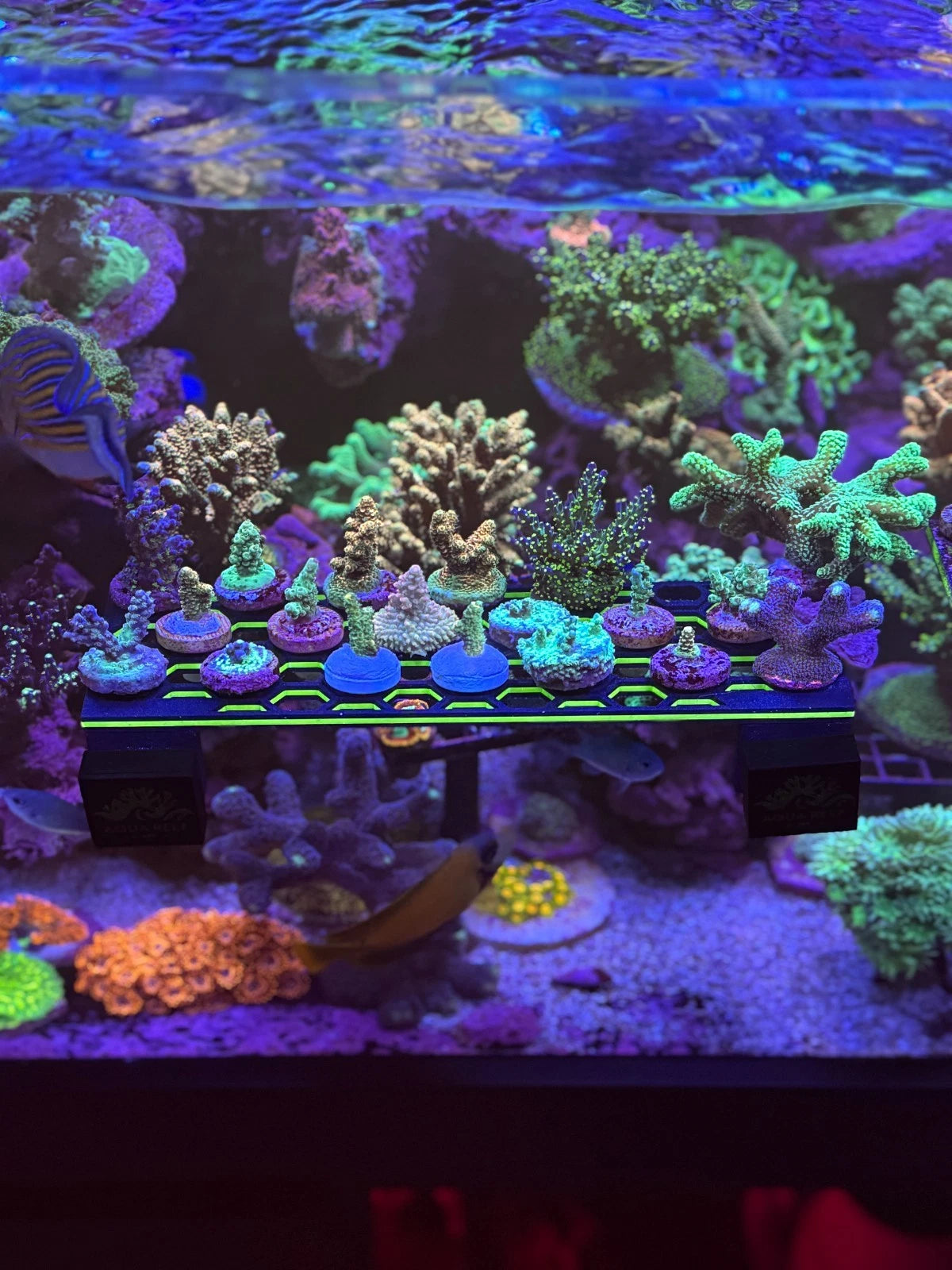 Coral Frag Magnet Rack with Holders (3.5" x 8.25") – PETG Printed, Plastic Coated Magnets