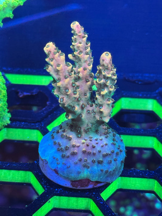 Acropora Coral Frag | Aquacultured SPS for Sale