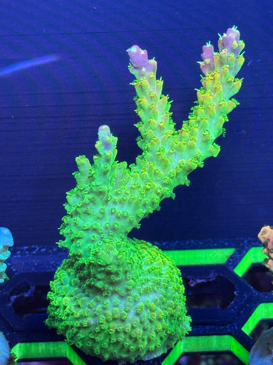 Pink Tips Acropora Coral Frag | Aquacultured SPS for Sale