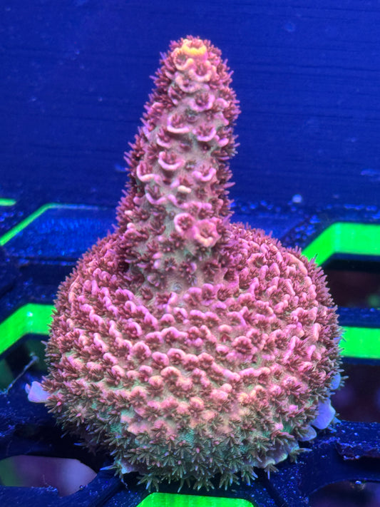 Acropora Coral Frag | Aquacultured SPS for Sale