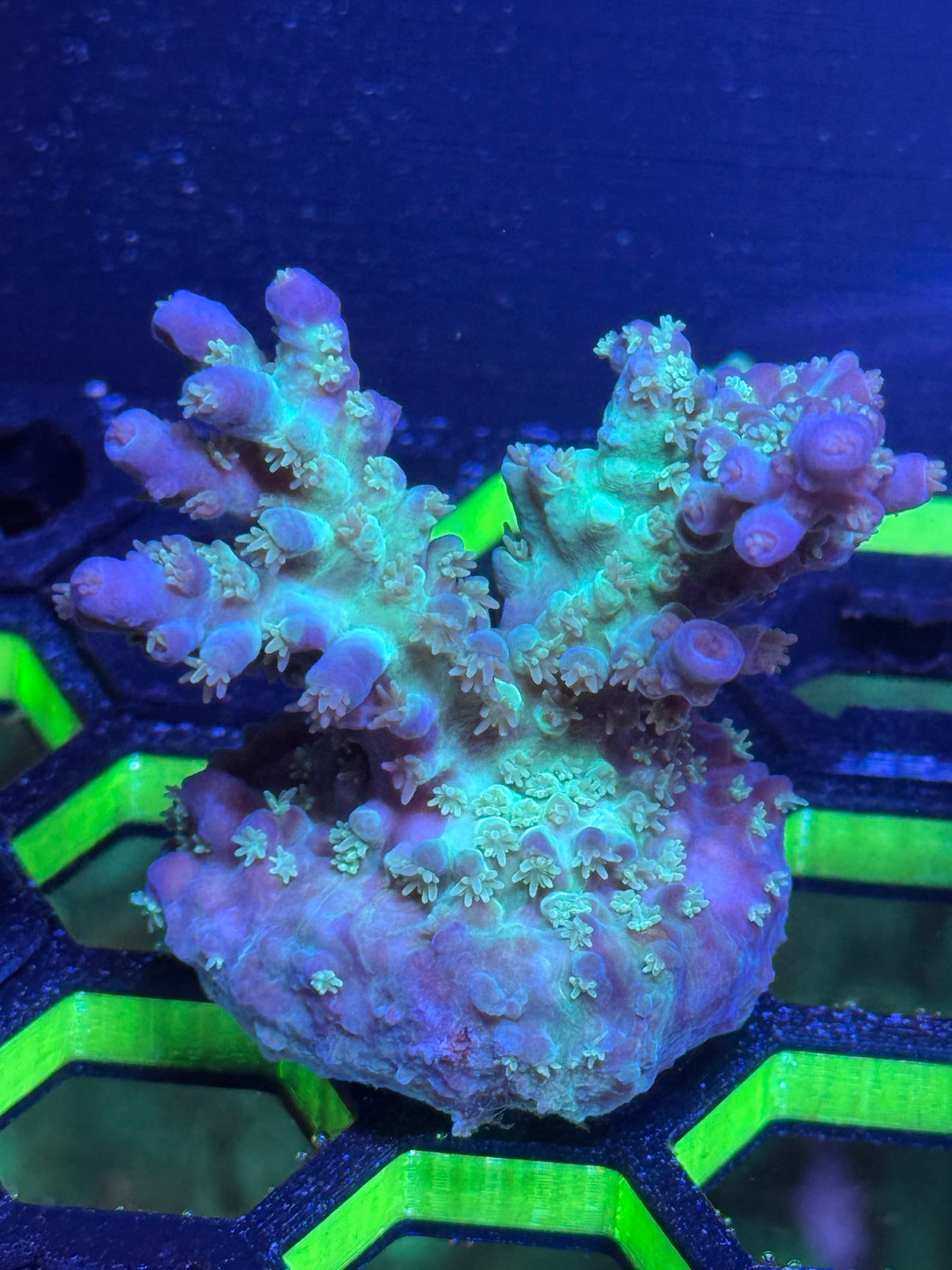 Acropora Coral Frag | Aquacultured SPS for Sale
