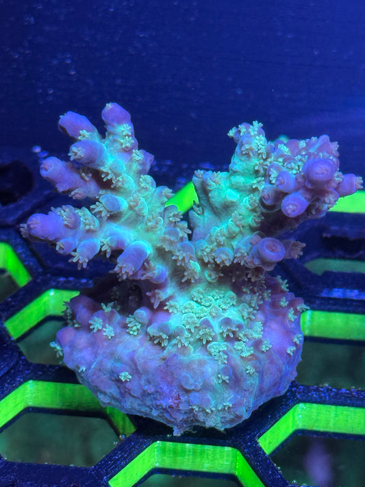 Acropora Coral Frag | Aquacultured SPS for Sale