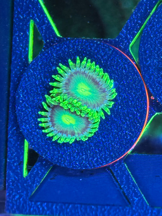 Radioactive Dragon Eyes Zoanthids Coral Frag | Aquacultured Zoa for Sale