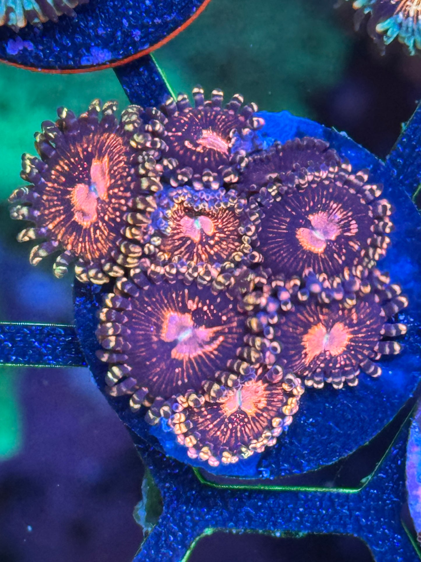Koala Eye Zoanthids Coral Frag | Aquacultured Zoa for Sale