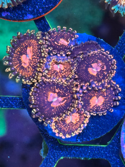 Koala Eye Zoanthids Coral Frag | Aquacultured Zoa for Sale