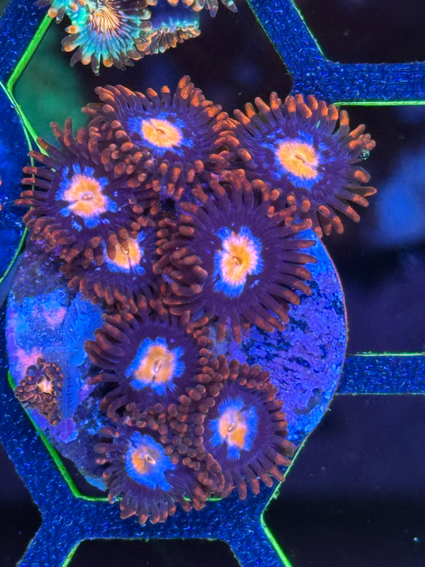 Zoanthids Coral Frag | Aquacultured Zoa for Sale