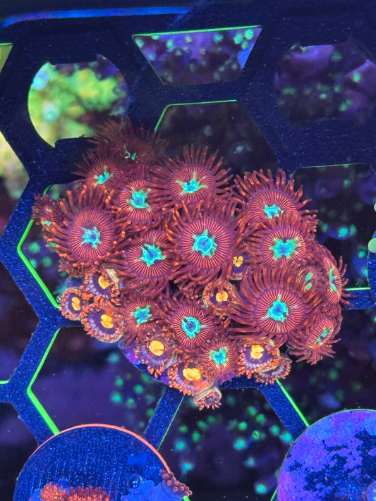 Zoanthids Mix Coral Frag | Aquacultured Assorted Zoa for Sale
