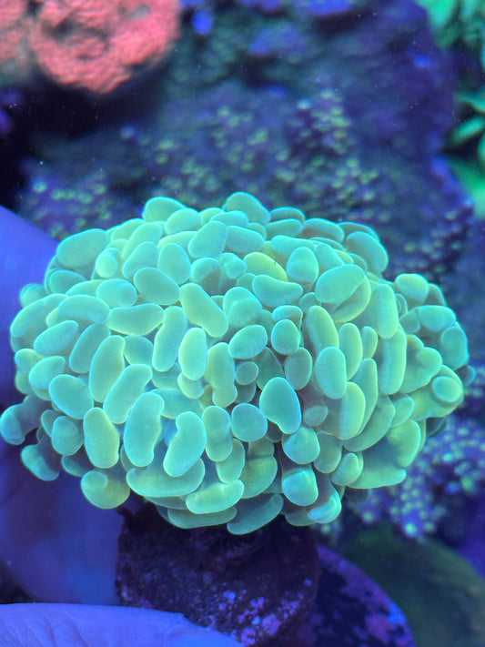 Green Hammer 1 Head Coral Frag | Aquacultured LPS for Sale