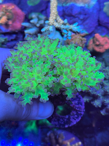 Frogspawn Coral Frag | Aquacultured LPS for Sale