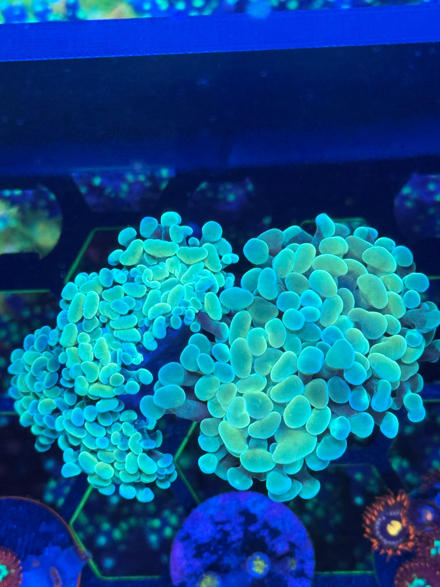 Green Hammer 5 Head Coral Frag | Aquacultured LPS for Sale (Copy)