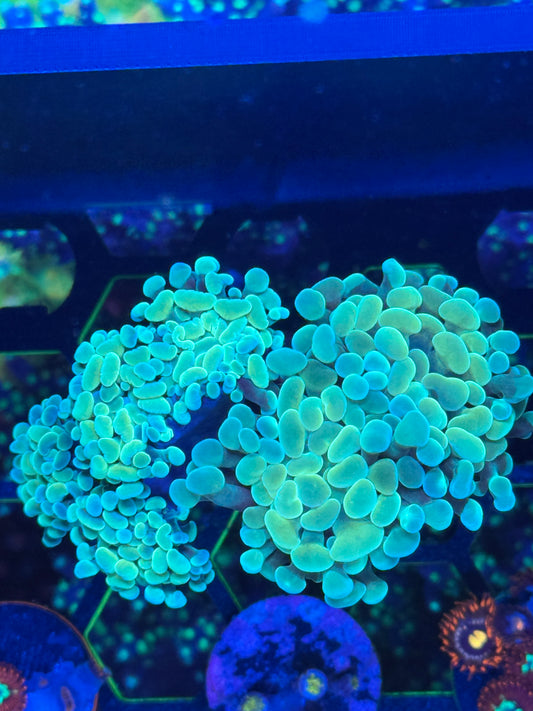Green Hammer 5 Head Coral Frag | Aquacultured LPS for Sale (Copy)