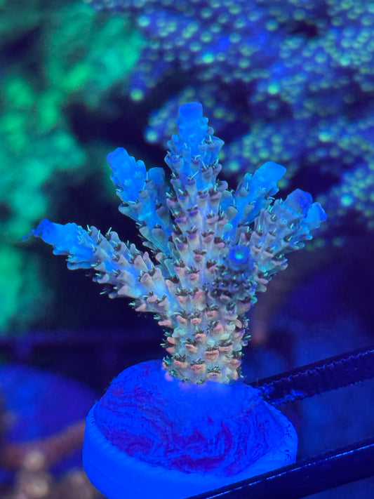 Acropora Coral Frag | Aquacultured SPS for Sale