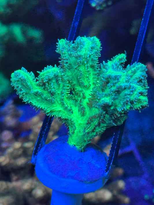Green Hydnophora Coral Frag | Aquacultured LPS for Sale
