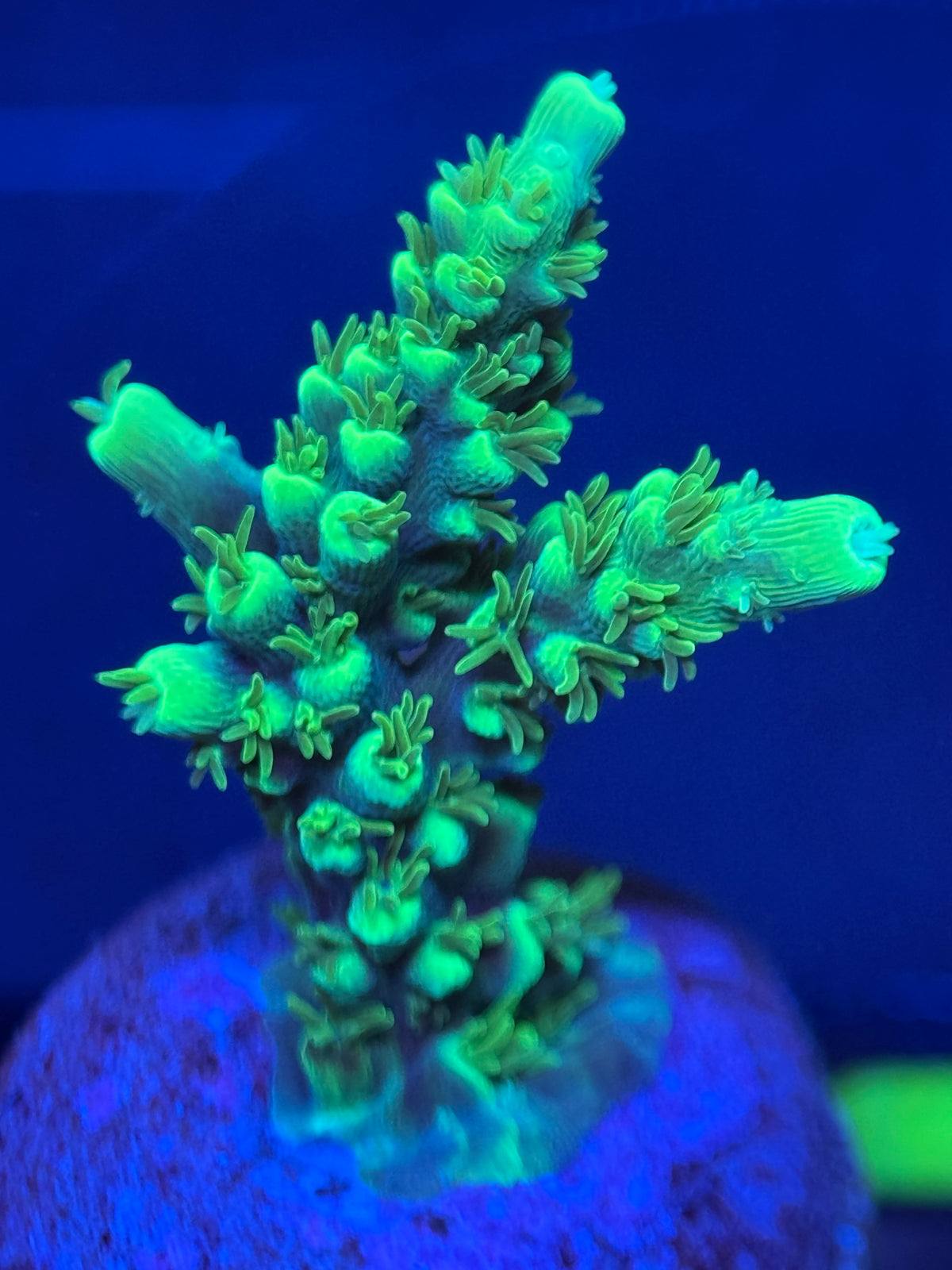 ARNY Neon Tree