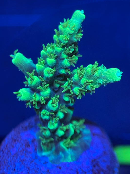 ARNY Neon Tree