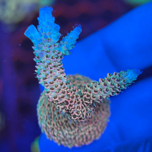 ARNY Dragon fire Millepora