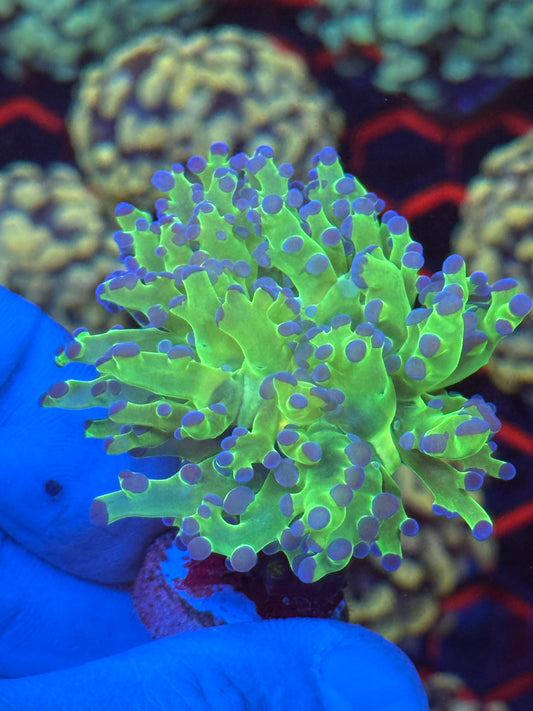 Frogspawn  1 Head