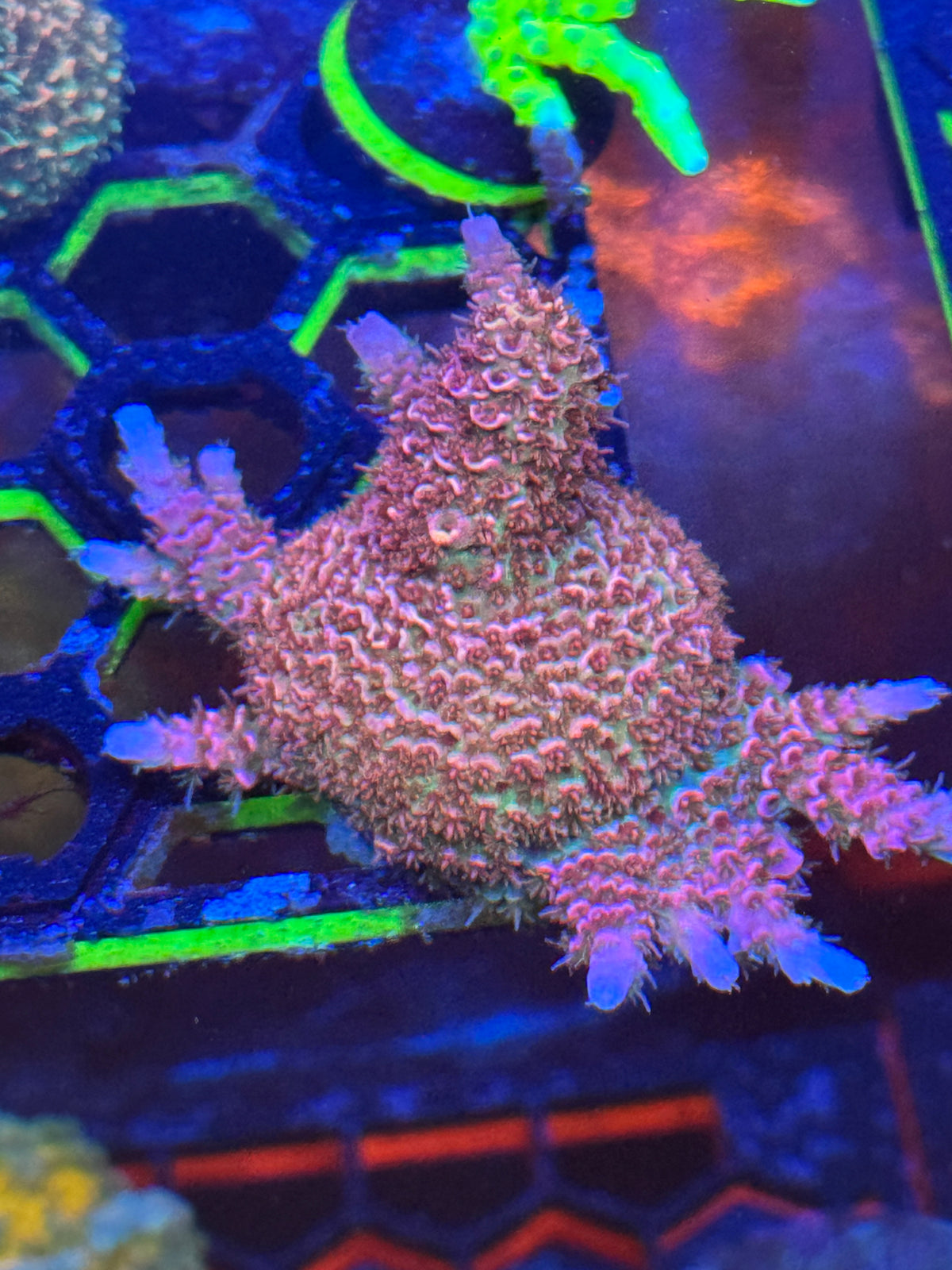 Acropora Coral Frag | Aquacultured SPS for Sale