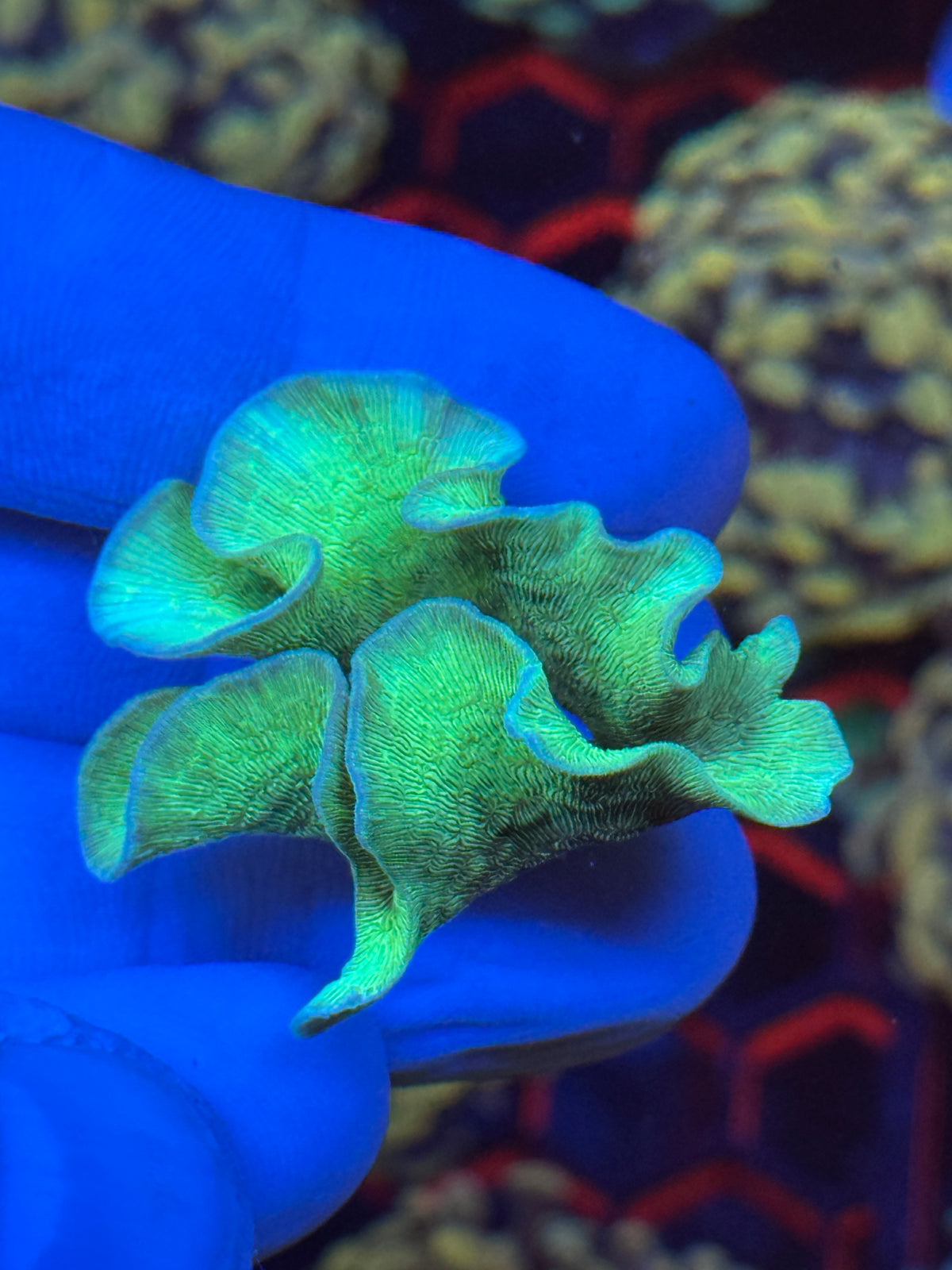 Green Pavona