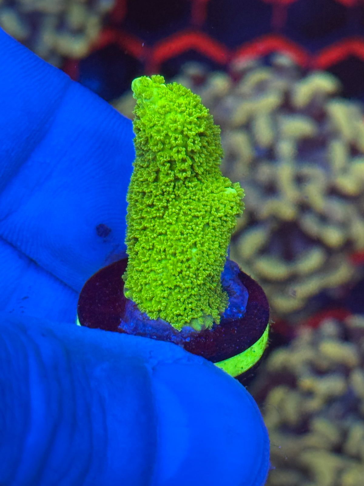 Neon Stylophora