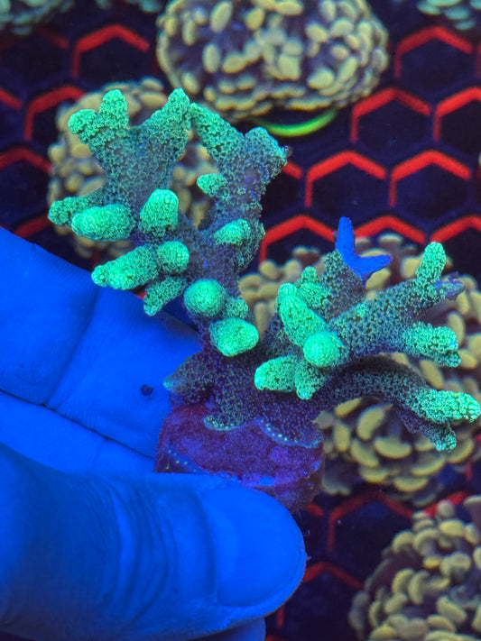 Birdnest coral