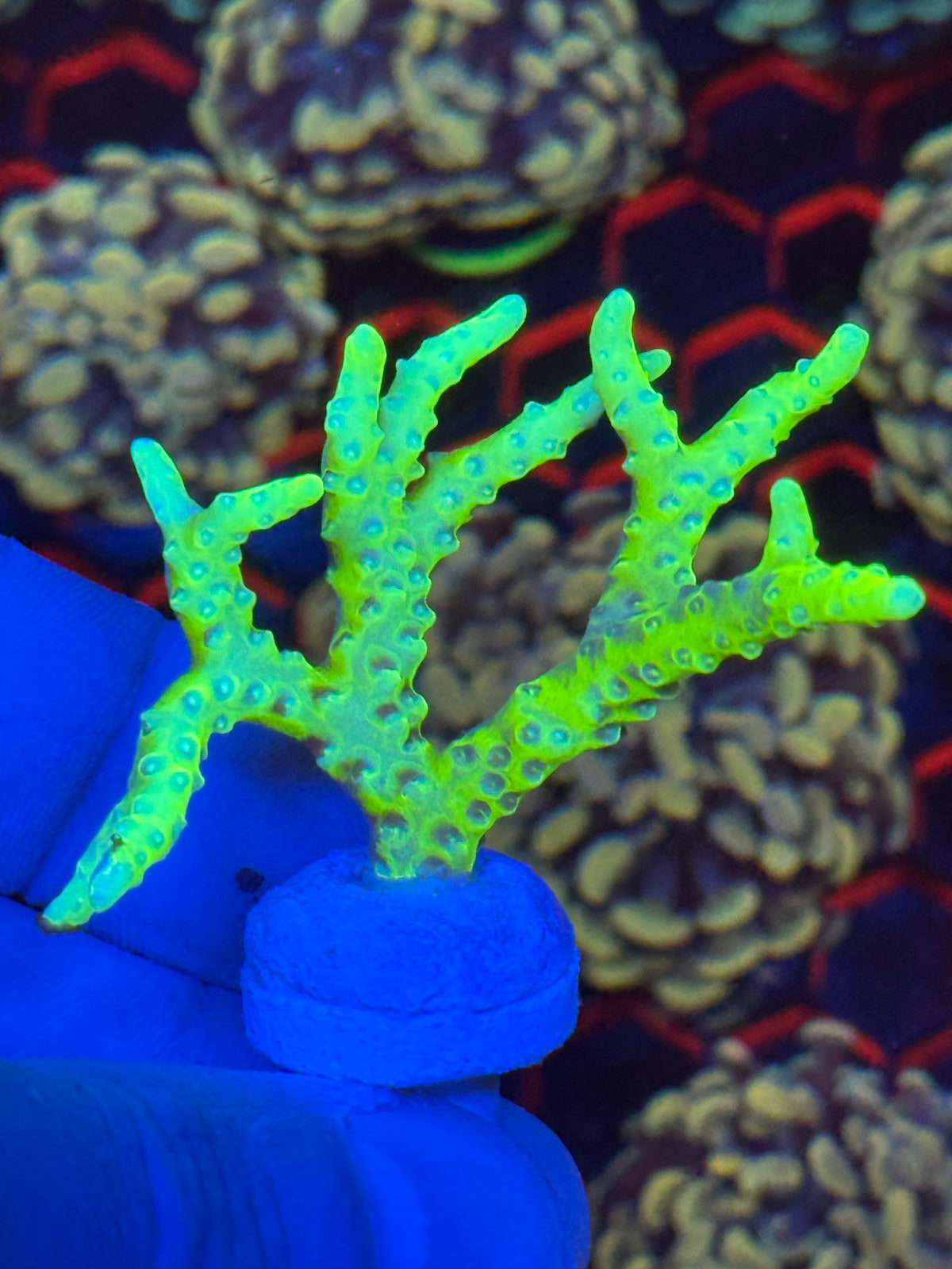 Neon green Anacropora