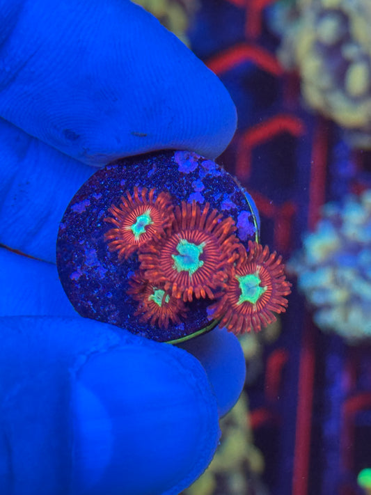 Zoanthids 4 heads