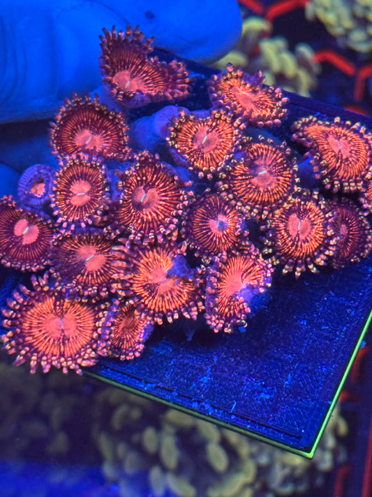 Zoanthids Colony