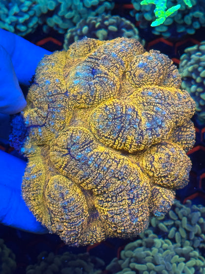 Symphyllia brain corals