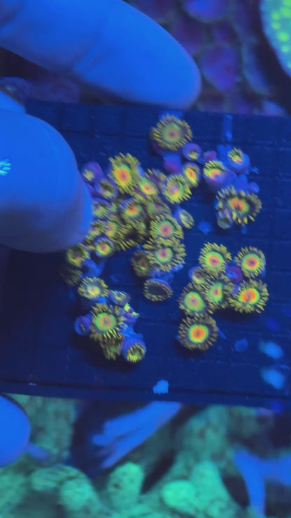 Zoanthids Frag System Plate – 57x57mm Grow-Out Tile, Easy-Cut Design, 3D Printed in Reef-Safe PETG