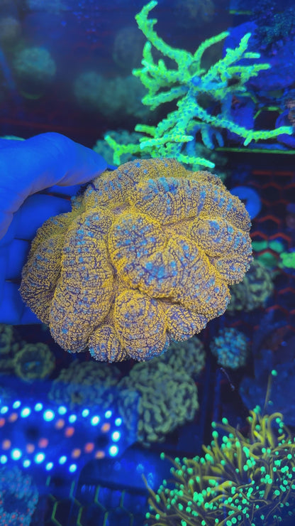 Symphyllia brain corals