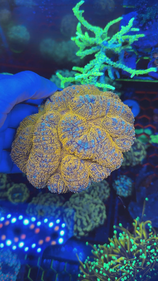 Symphyllia brain corals